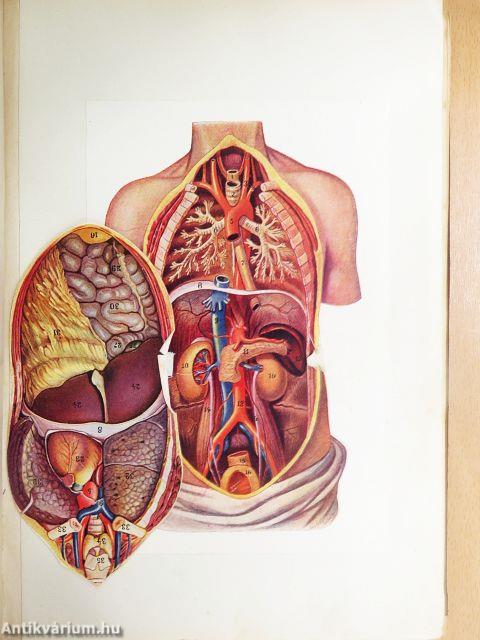 Az egészség enciklopédiája