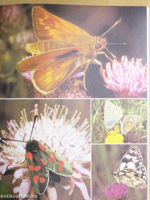 Az amatőr természetbúvár