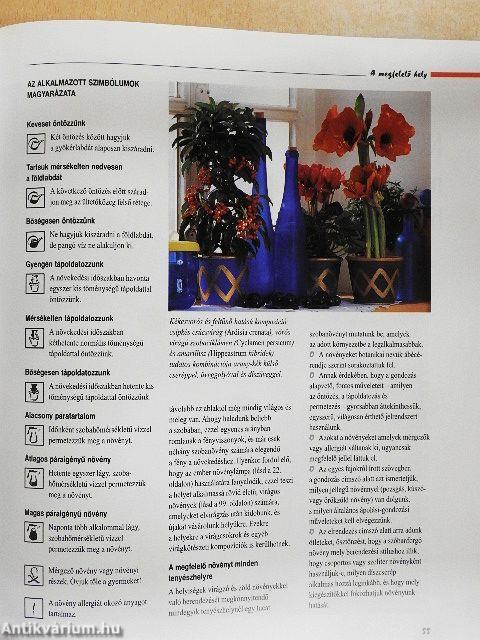 Varázslat szobanövényekkel