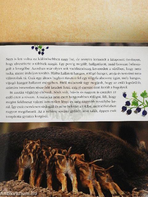 Ébredező természet