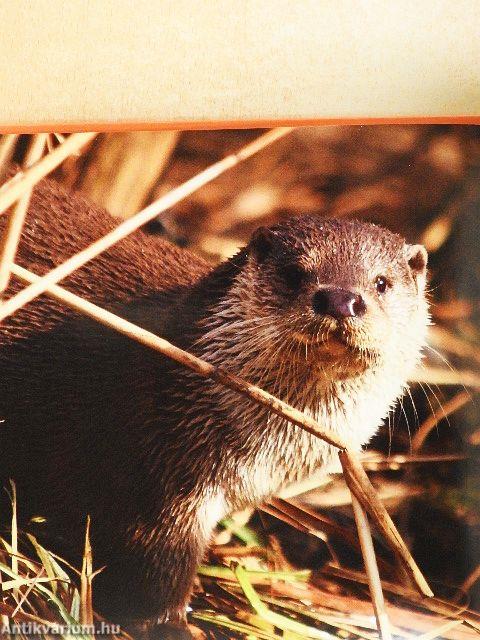 Ébredező természet