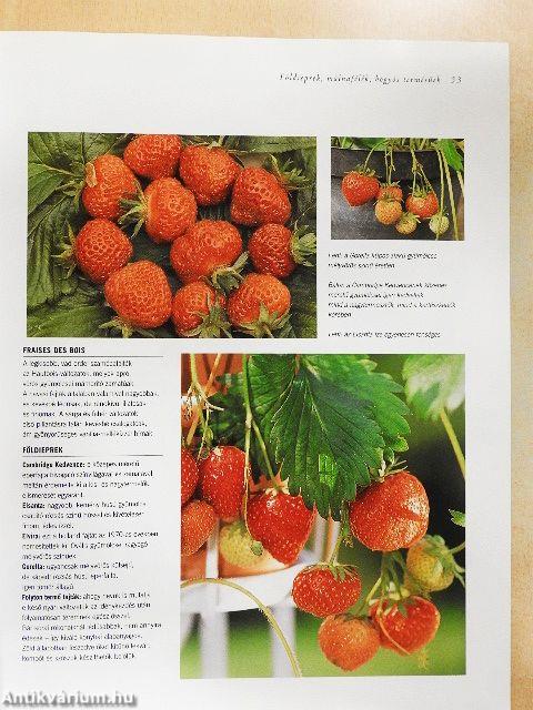 Gyümölcsenciklopédia