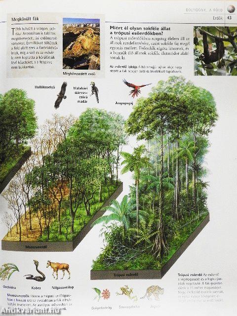 Ámulatba ejtő valóság