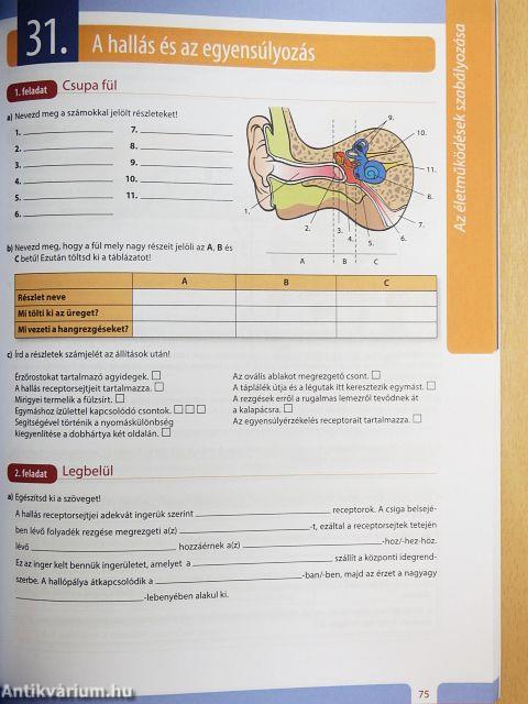 Biológia munkafüzet 11.