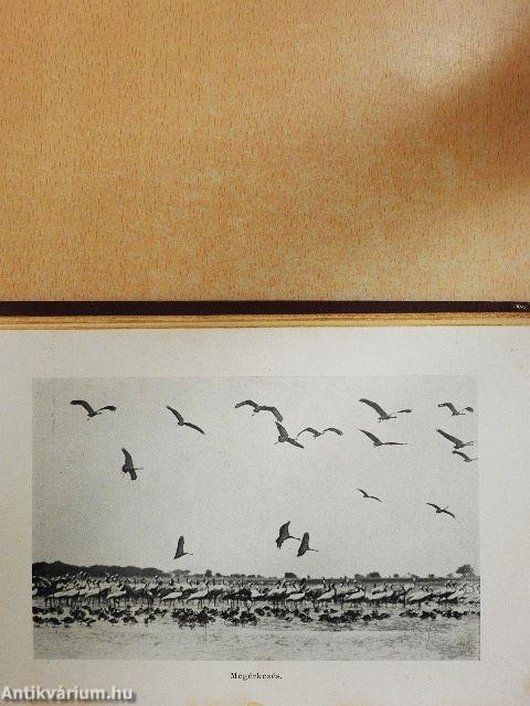 Vándormadarakkal Afrikába