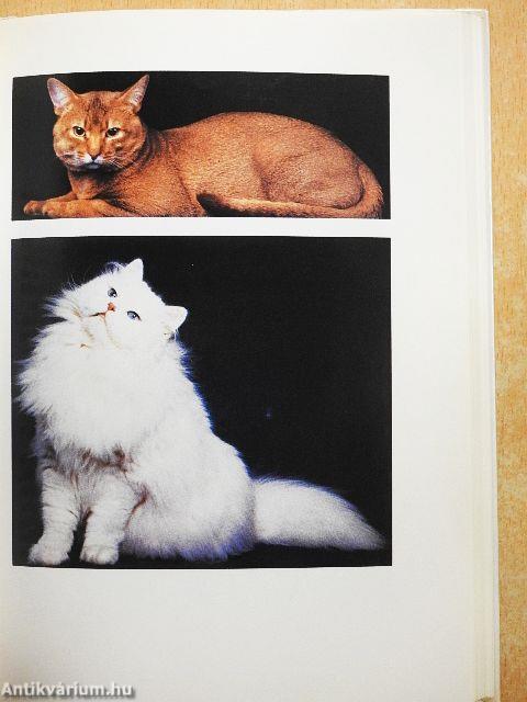 A legszebb macskatörténetek