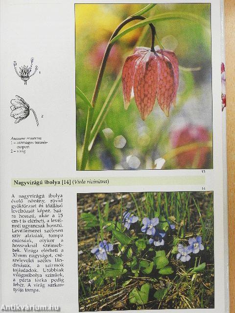 A legszebb virágos növények