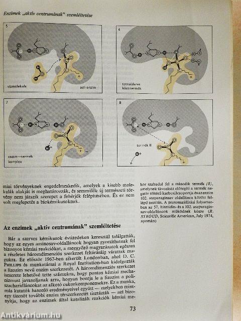 A gén molekuláris biológiája
