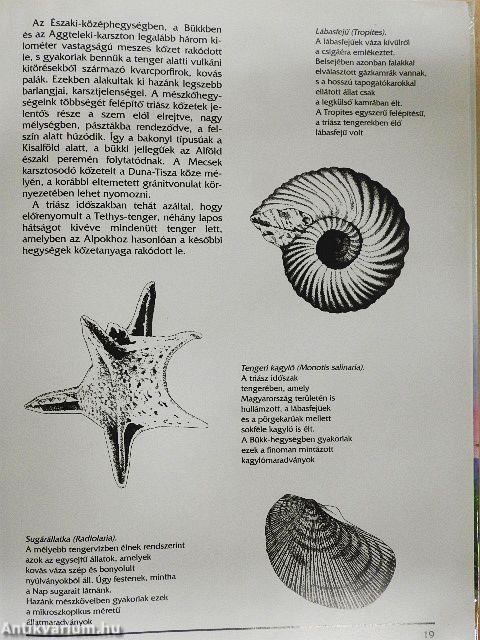 Ősvilágunk képekben