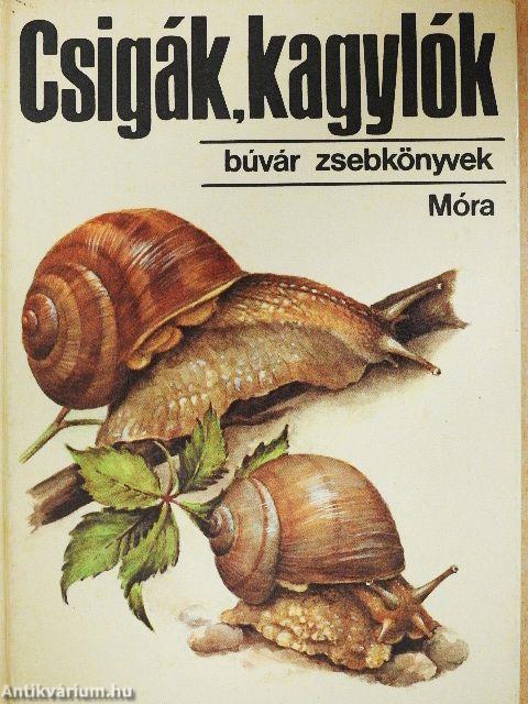 Csigák, kagylók