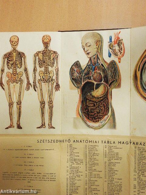 Orvos a családban I.