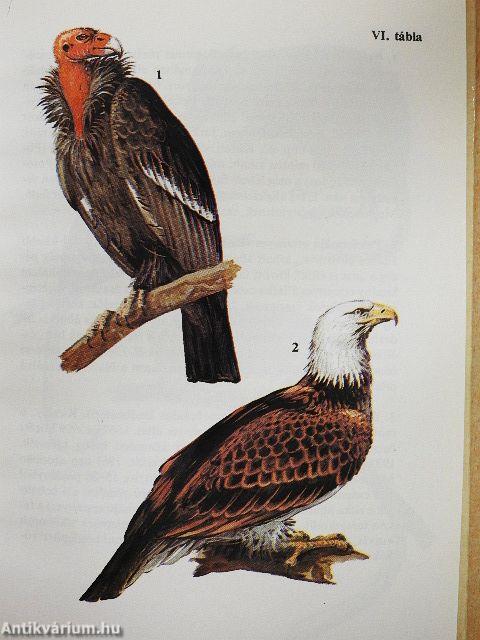 Egyszervolt állatok