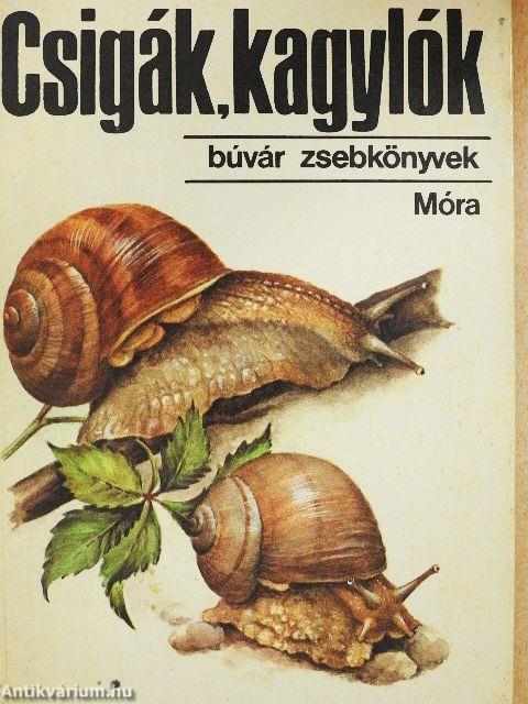 Csigák, kagylók