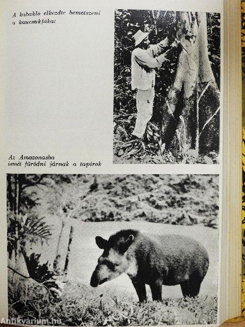 Az őrjöngő Ucayali