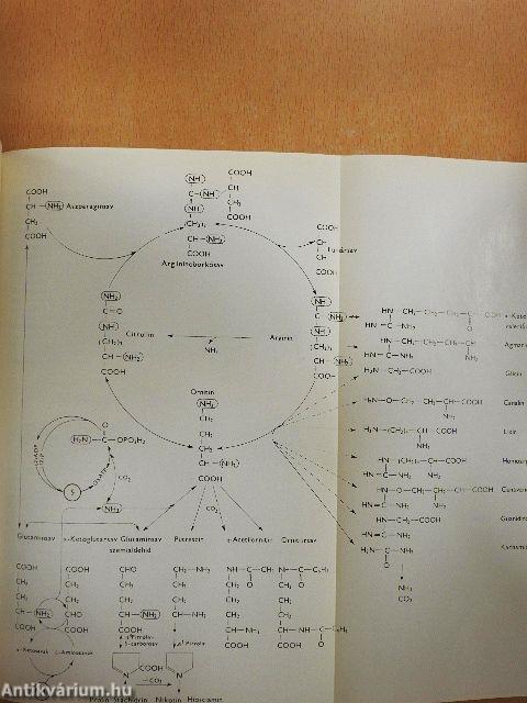 A növények világa I.