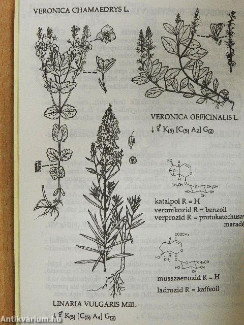 Gyógynövényismeret III.