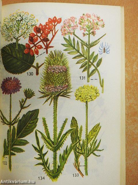 Kis növényhatározó