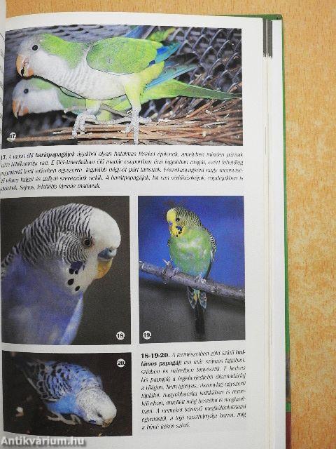 Állatkert a lakásban