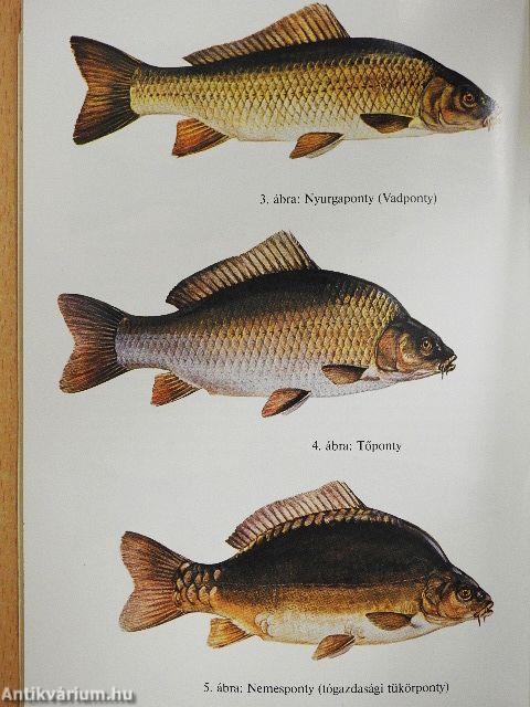 Amit a horgásznak tudnia kell