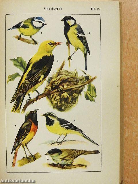 Bildwörterbuch - Deutsch und English