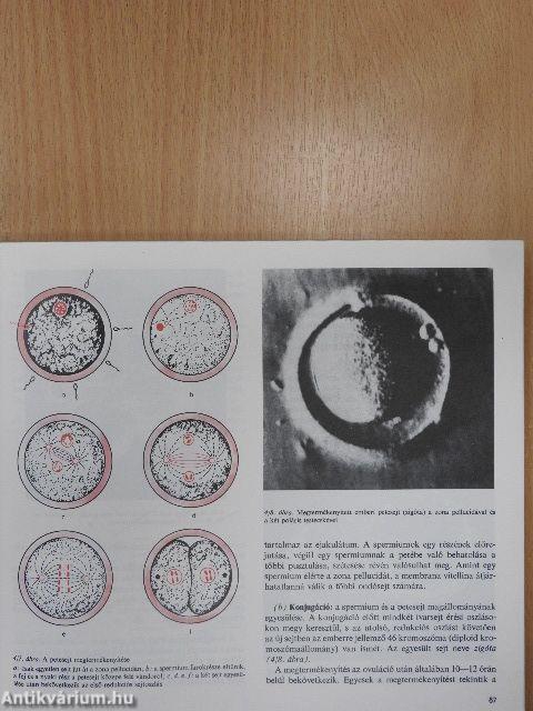Szülészet-nőgyógyászat 1-3.