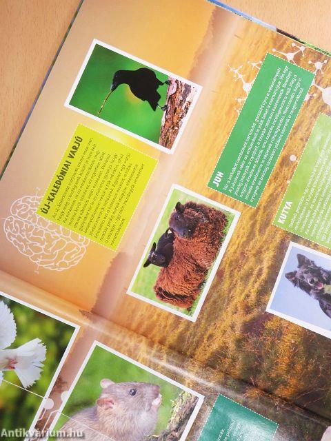 Csodálatos állatok