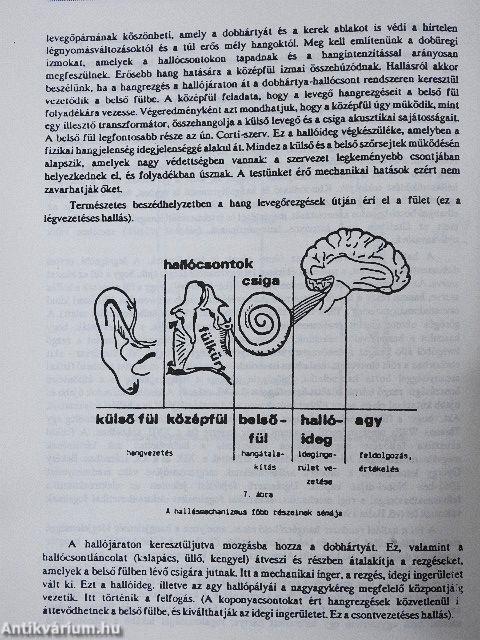 A beszédészlelés és a beszédmegértés folyamata