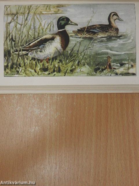 Sumpf- und Wasservögel