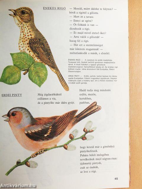 Állatvilág képekben