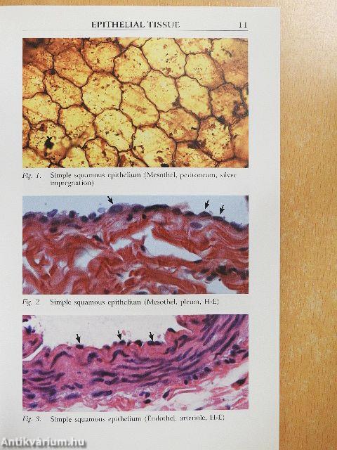 Histology