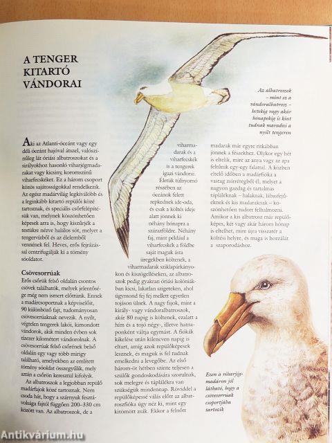 Ezerarcú állatvilág