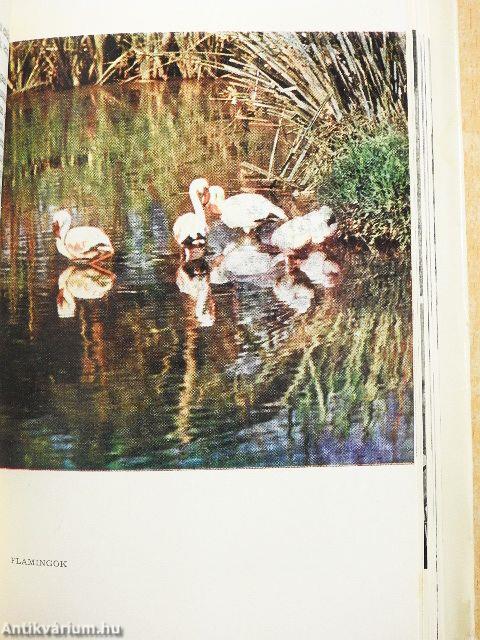 Egy év Tanganyikában