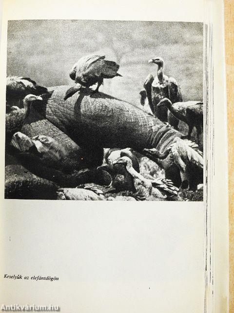 Egy év Tanganyikában