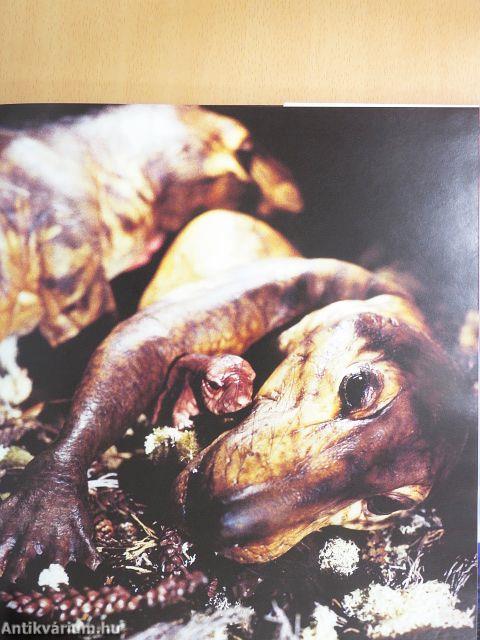 Dinoszauruszok, a Föld urai