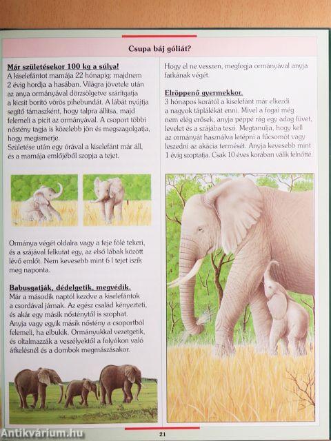 Vadon élő állatok