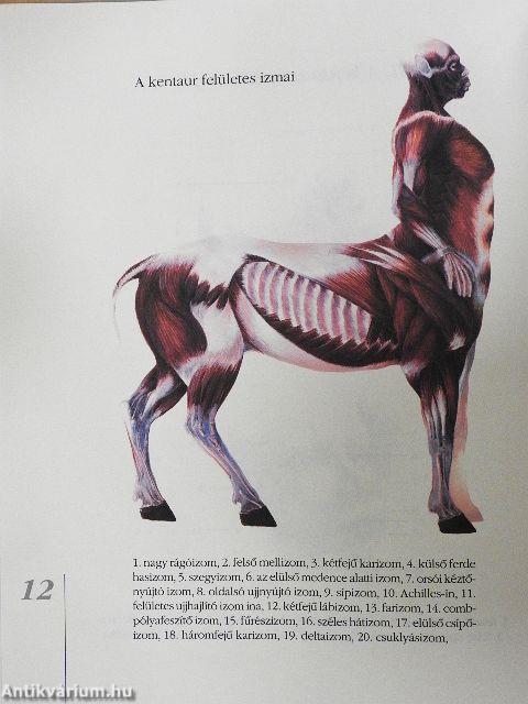 A kentaur természetrajza