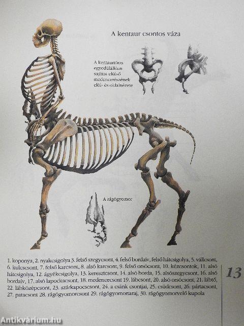 A kentaur természetrajza