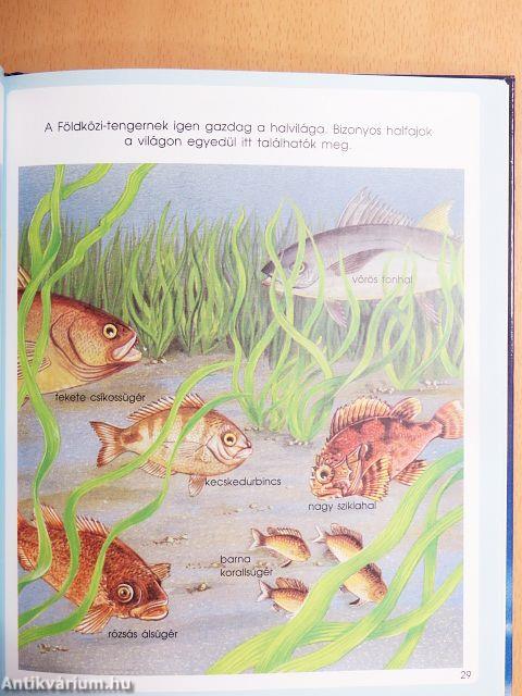 Nézd, milyen a tenger!