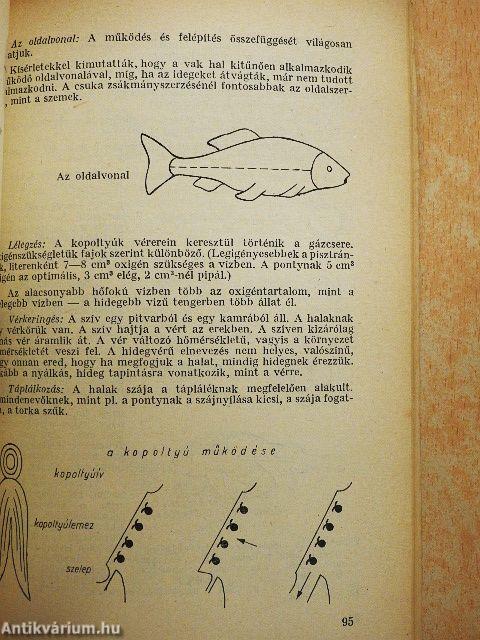 Tanári kézikönyv az Élővilág című tantárgy tanításához - 6. osztály