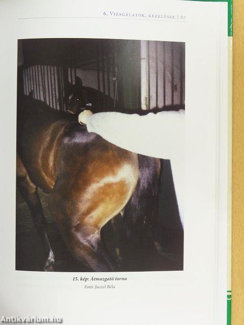 Lócsontkovácsolás