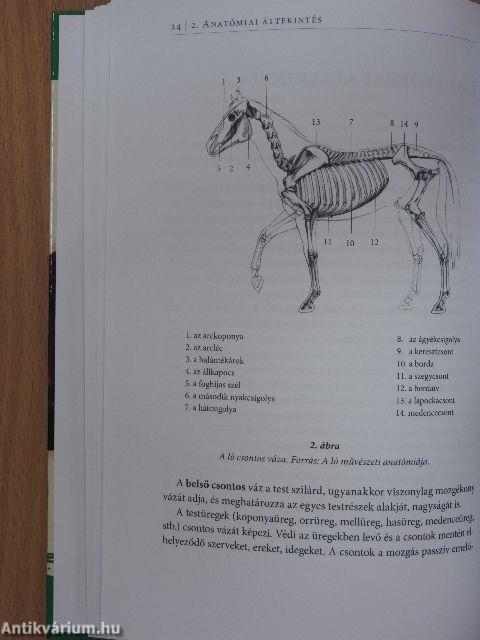 Lócsontkovácsolás
