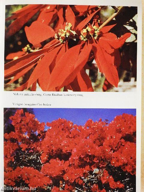 Vándorúton Panamától Mexikóig