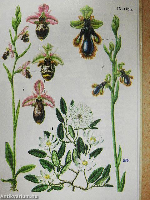 Különös növények