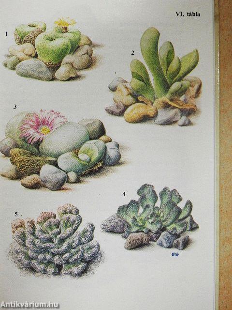 Különös növények