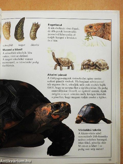 Csudálatos krokodilok és más hüllők