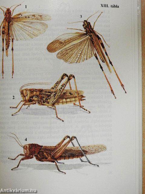 Sáskák, szöcskék, tücskök