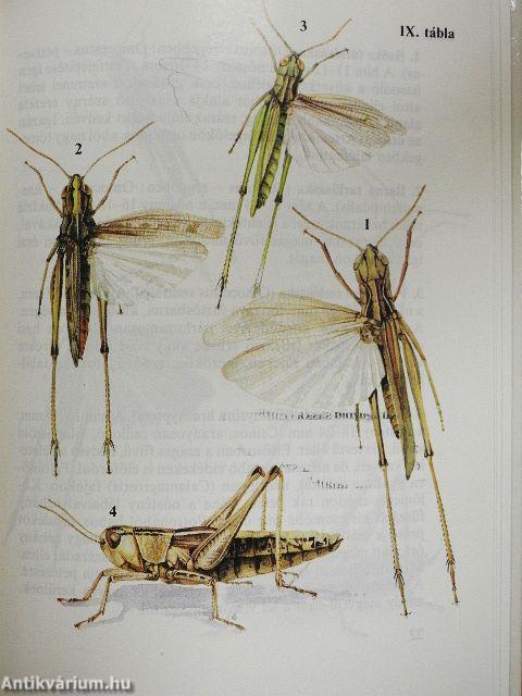 Sáskák, szöcskék, tücskök