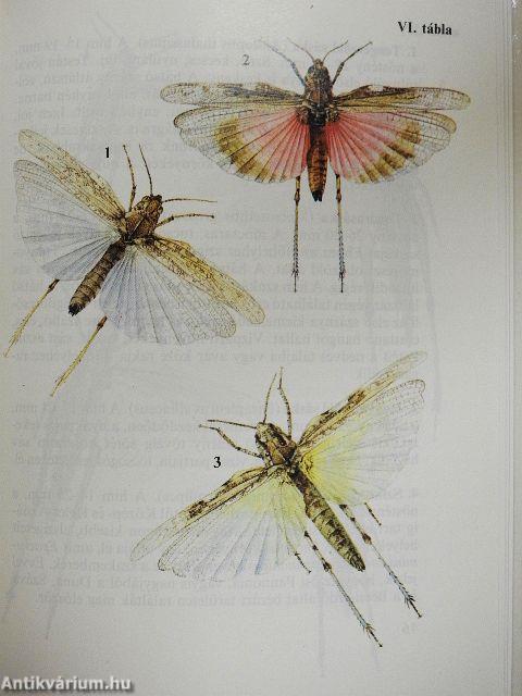 Sáskák, szöcskék, tücskök