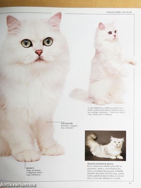 Arany macskakönyv