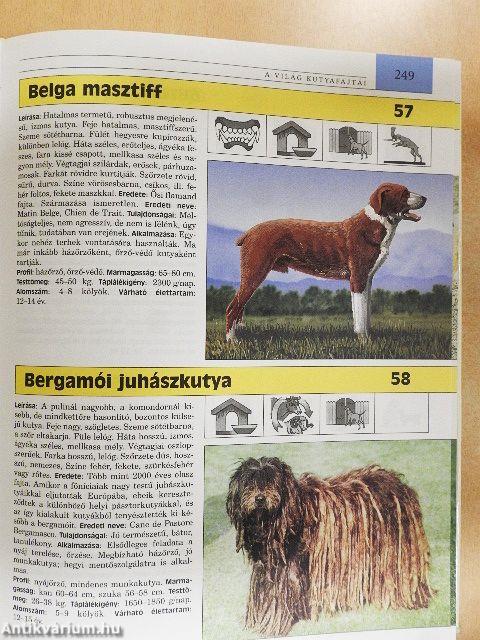 Nagy kutyakönyv